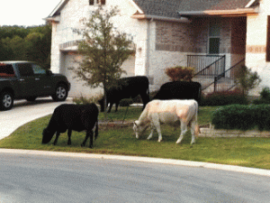 Cows mowing lawn: not "conspicuous consumption." (experispark.com)