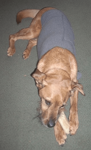 Cosmo Brussalaurantis