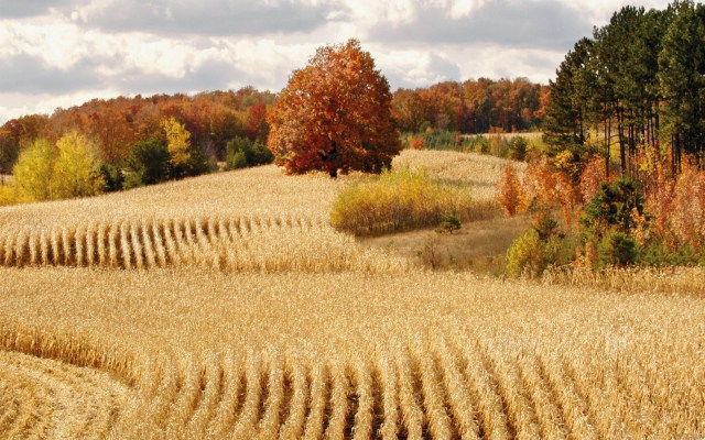 Field of wheat creates a landscape of beauty. (nature-hdwallpapers.com)